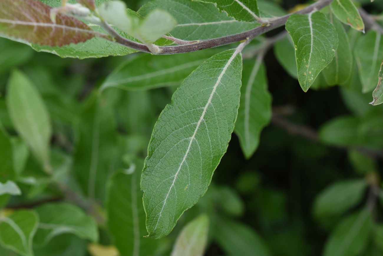 Image of genus Salix specimen.