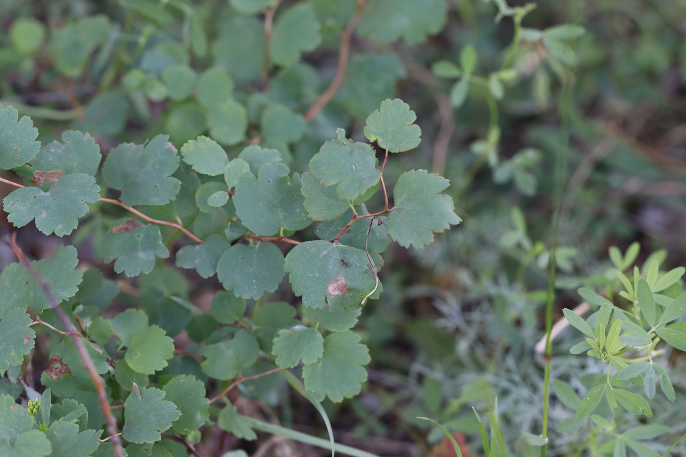 Image of Spiraea trilobata specimen.