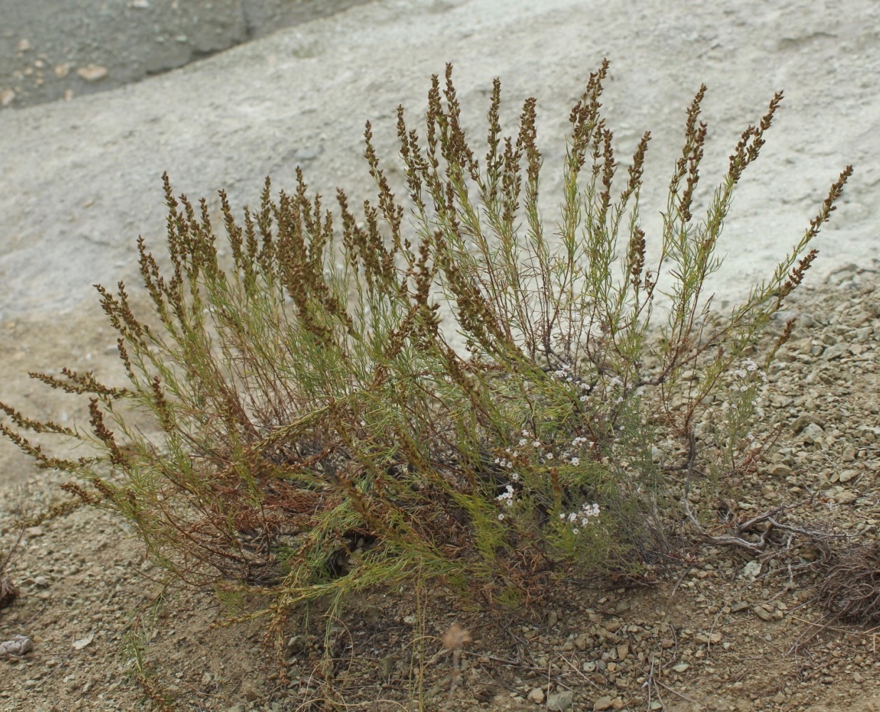 Изображение особи Artemisia salsoloides.