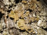 Melanelixia subargentifera