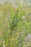 genus Euphorbia. Цветущее растение. Волгоградская обл., Иловлинский р-н, окр. хут. Вилтов, дол. р. Дон, разнотравная степь. 31.05.2022.