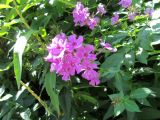 Phlox paniculata. Соцветие. Беларусь, Гродненская обл., Новогрудский р-н, дер. Кмитянка, окраина ивово-орешниковых зарослей. 05.09.2021.