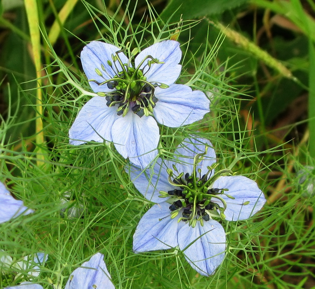 Изображение особи Nigella damascena.