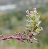 род Ajuga