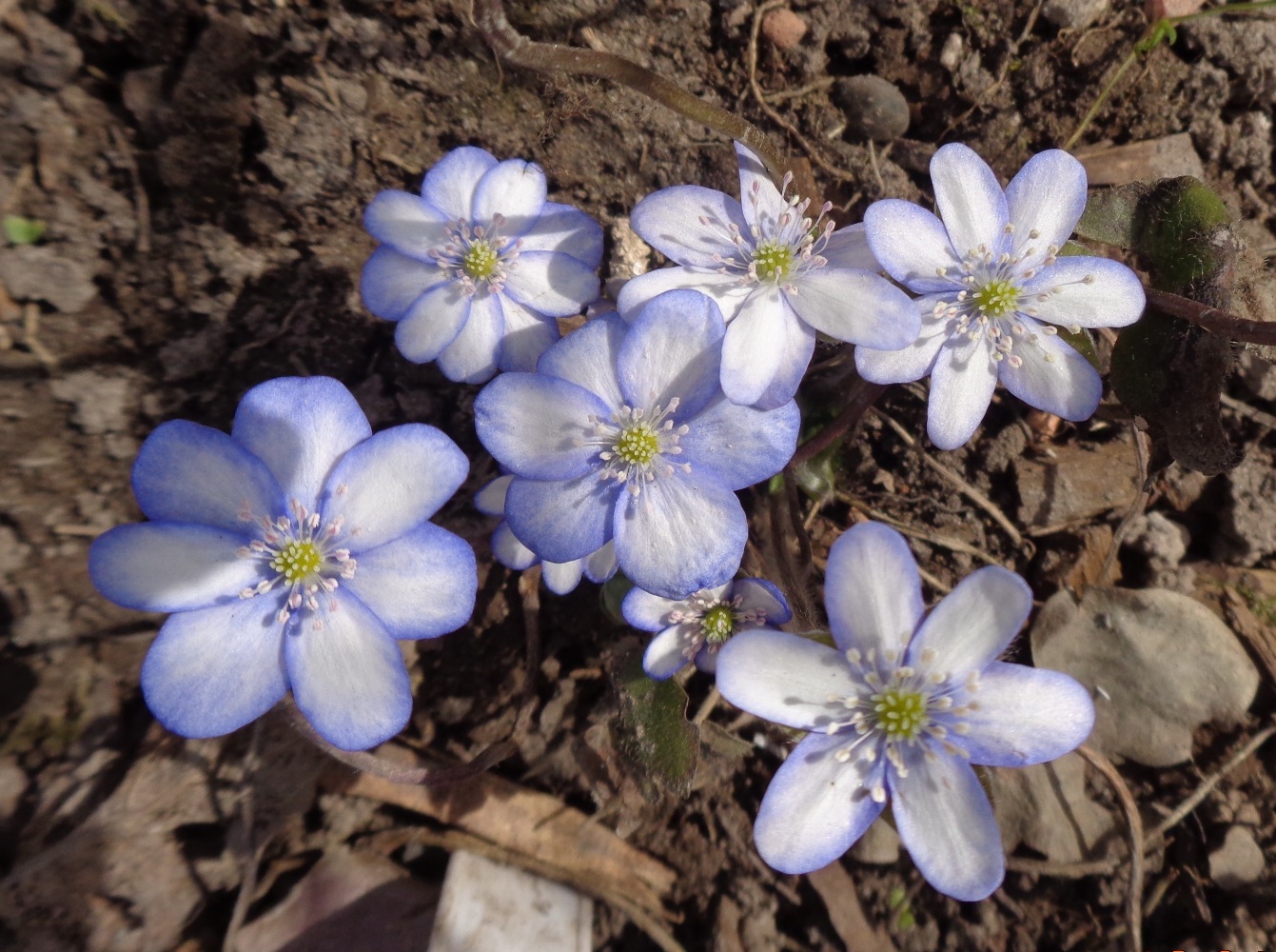 Image of Hepatica nobilis specimen.