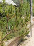 Erica manipuliflora. Ветвь. Италия, обл. Лацио, г. Рим, Ботанический сад, в культуре. 9 июня 2017 г.