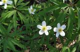 Anemone caerulea