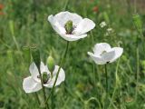 Papaver albiflorum