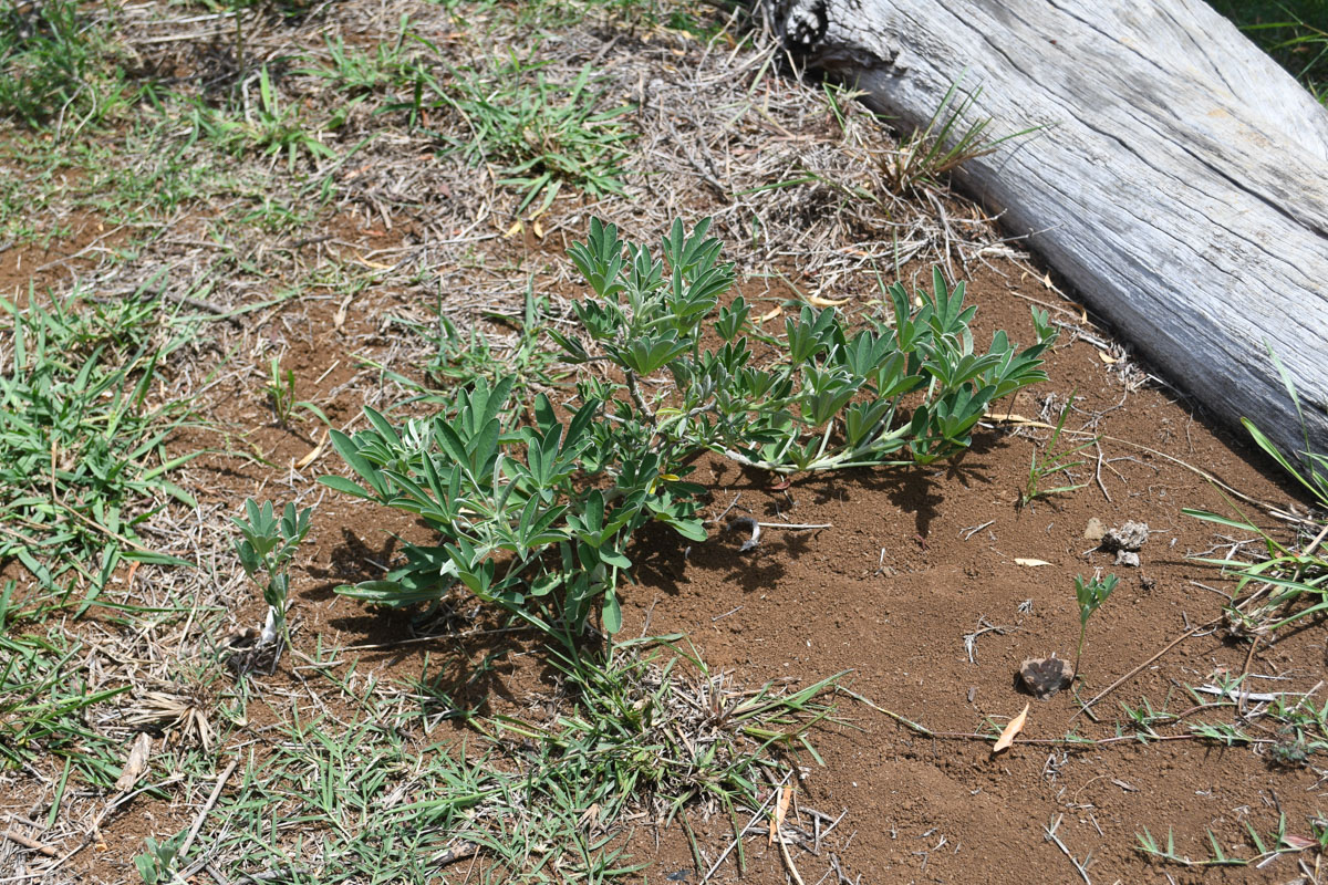 Image of Crotalaria grahamiana specimen.