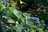 familia Fabaceae. Листья и верхушка молодого побега. Грузия, Аджария, Батумский ботанический сад. 16.06.2023.