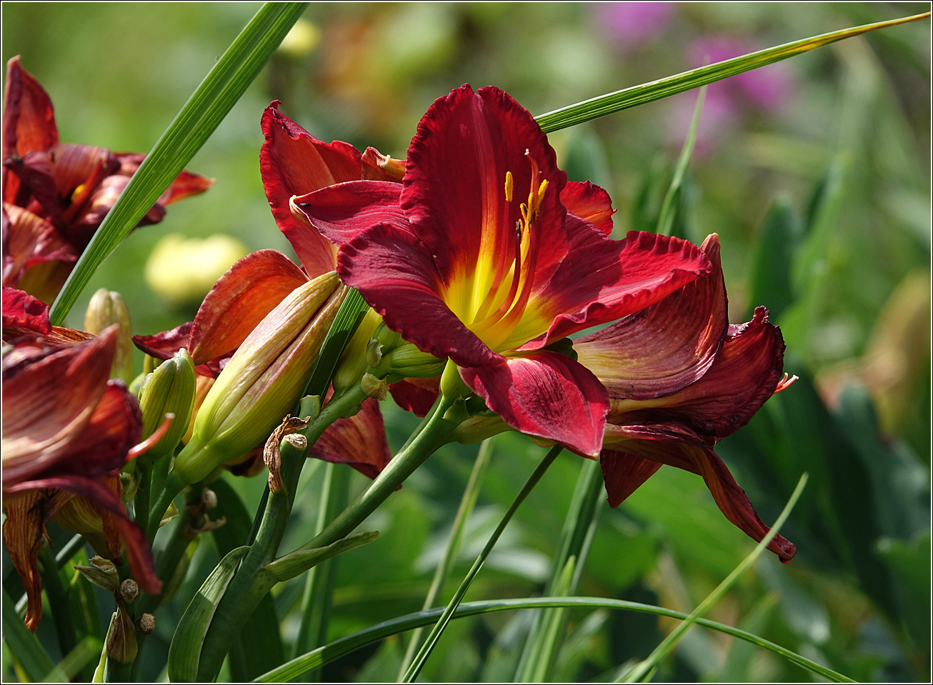 Image of Hemerocallis &times; hybrida specimen.