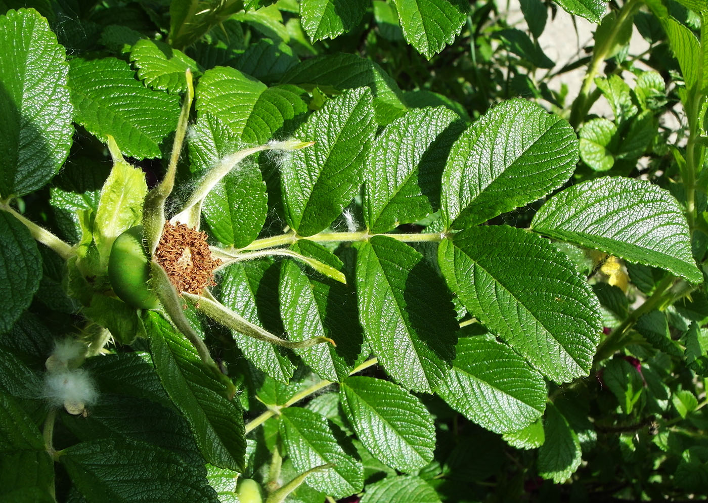Image of Rosa rugosa specimen.