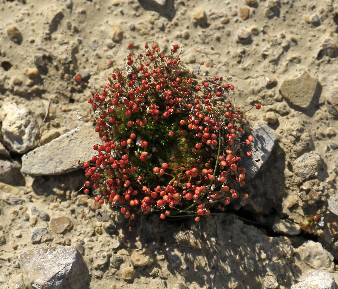 Изображение особи семейство Funariaceae.