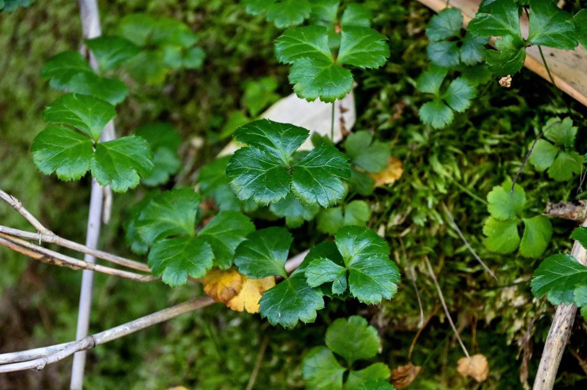 Изображение особи Coptis trifolia.