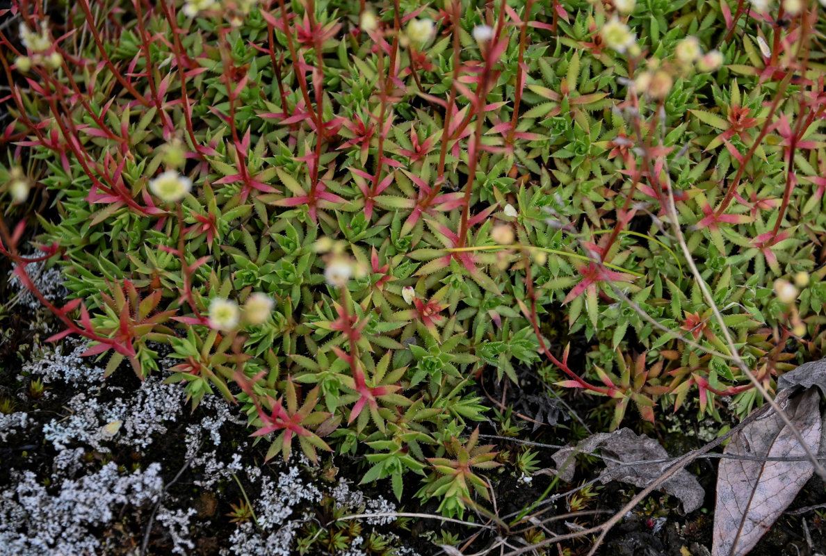 Изображение особи Saxifraga spinulosa.