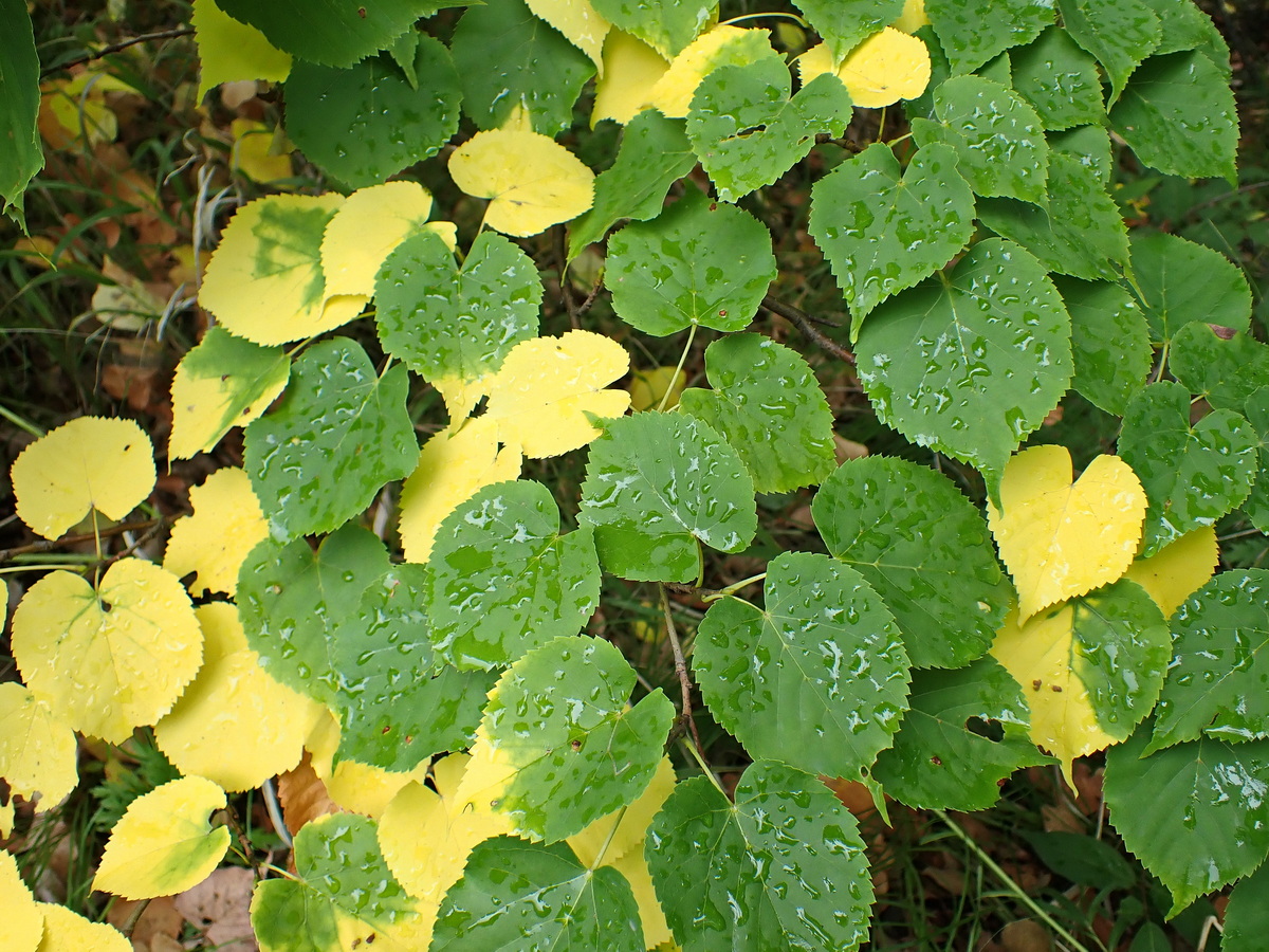 Image of Tilia amurensis specimen.