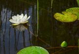 Nymphaea candida