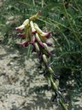 Astragalus peduncularis