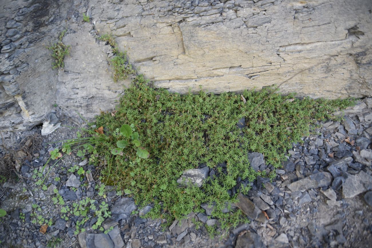 Image of genus Minuartia specimen.