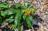 Senecio pseudoarnica