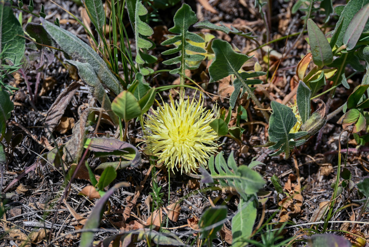 Image of Centaurea rhizanthoides specimen.