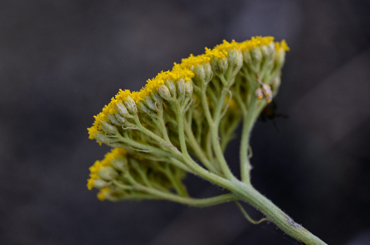 Image of Achillea filipendulina specimen.