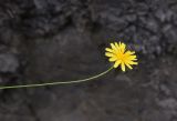 семейство Asteraceae. Верхушка цветущего растения. Чечня, Шаройский р-н, бассейн р. Цесиахк, нижняя часть долины левого притока, на скале. 11 августа 2023 г.