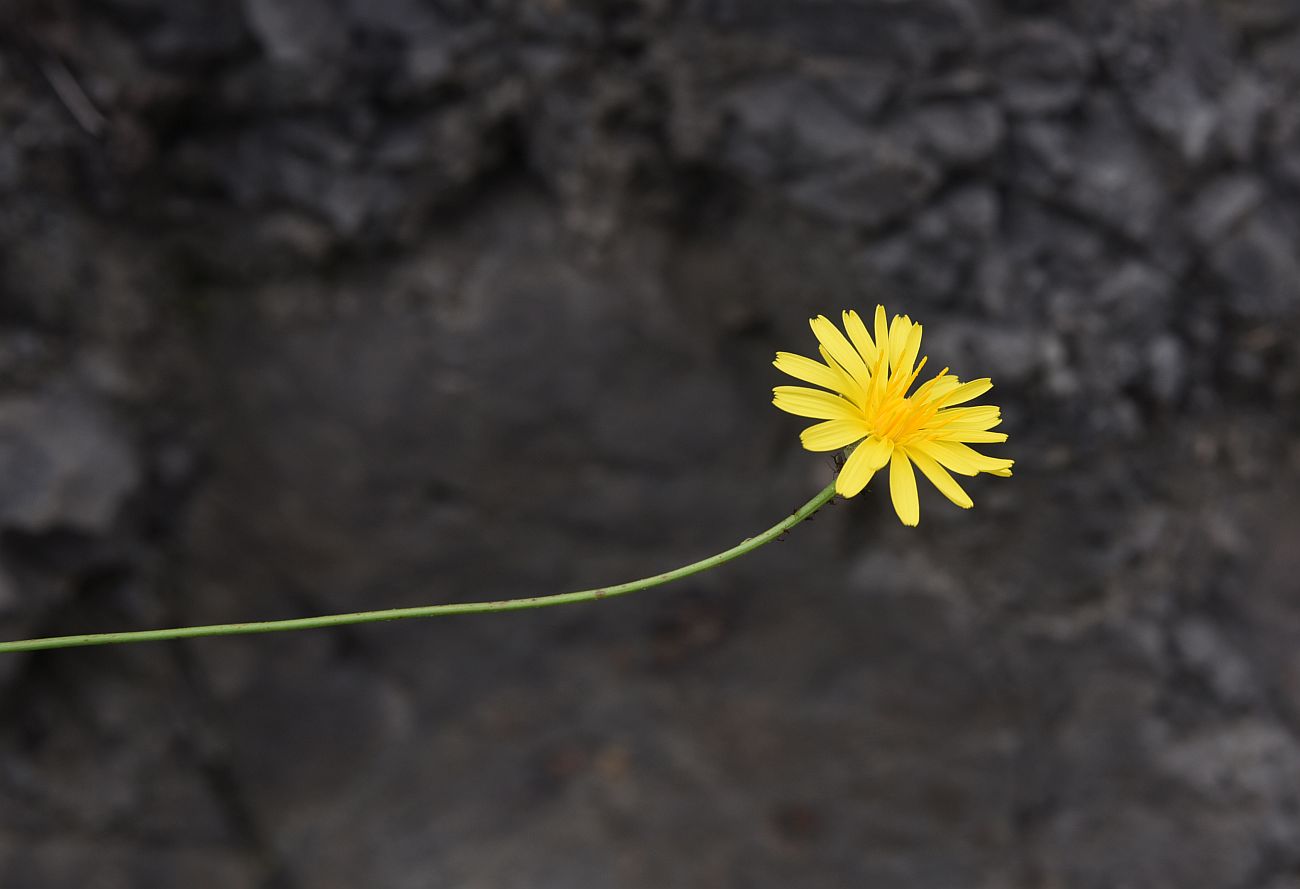 Изображение особи семейство Asteraceae.