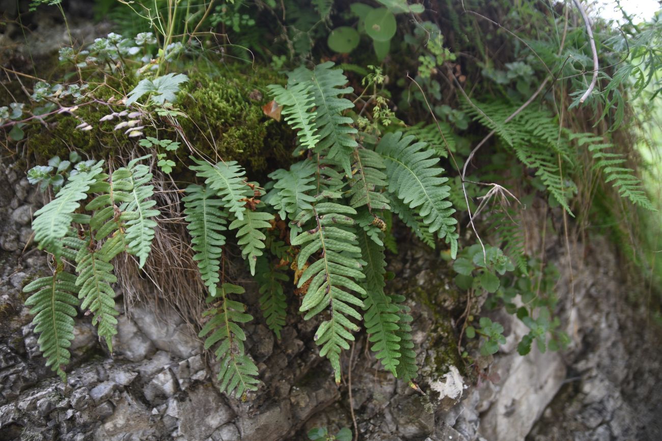 Изображение особи Polypodium vulgare.