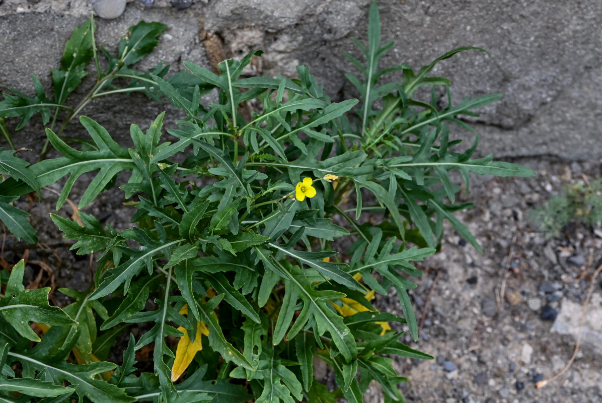 Image of Diplotaxis tenuifolia specimen.