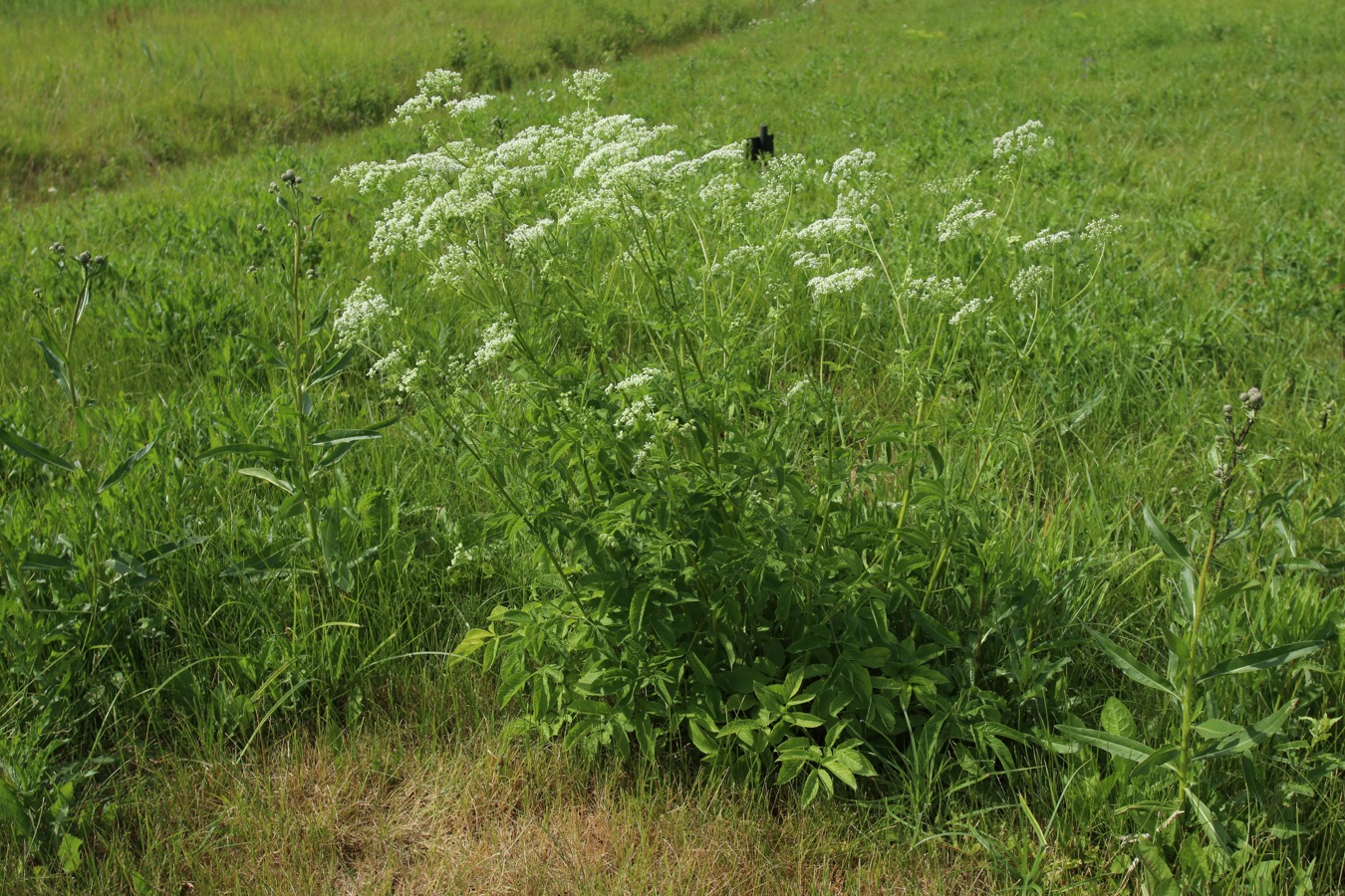 Изображение особи Chaerophyllum aromaticum.