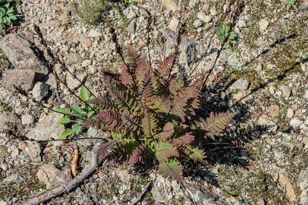 Image of Pedicularis mandshurica specimen.