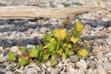 Xanthium orientale