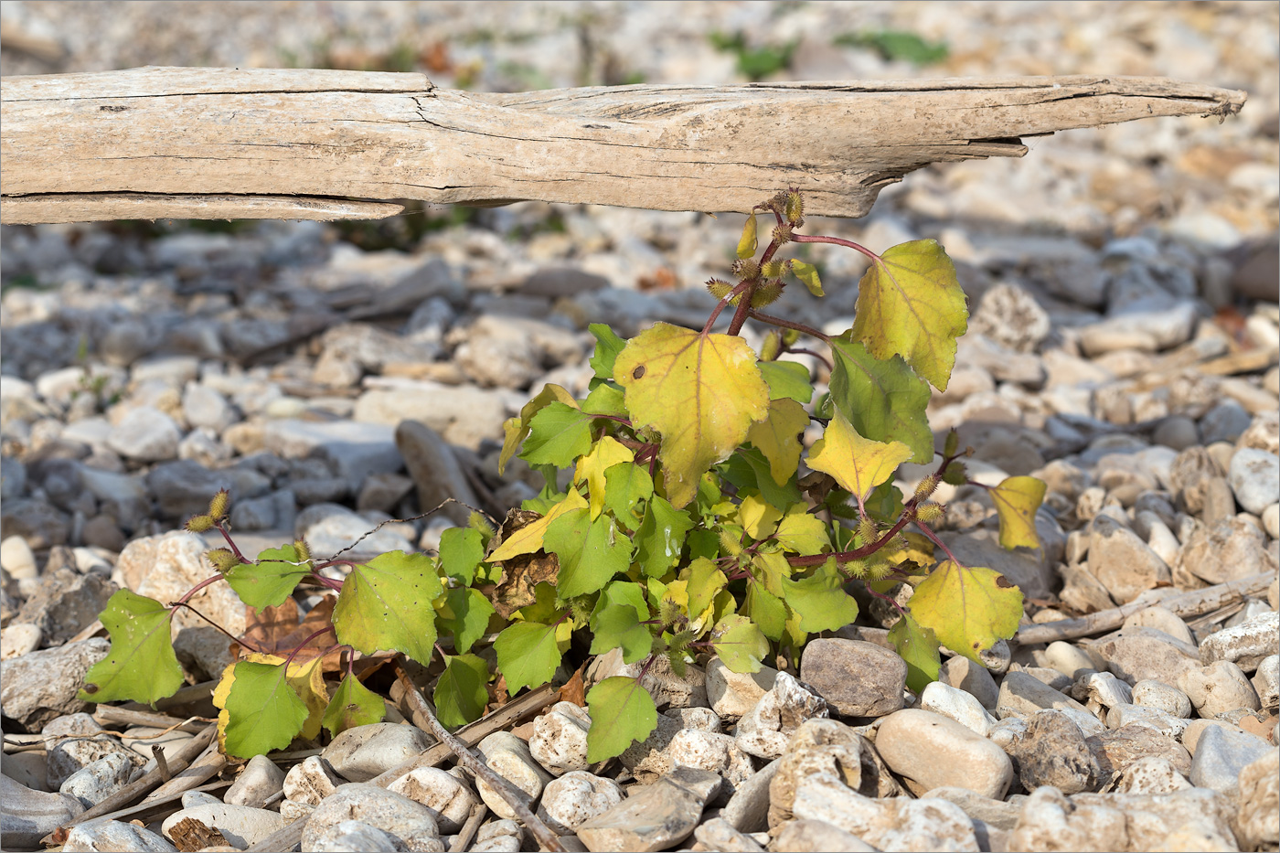 Image of Xanthium orientale specimen.