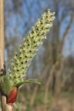 Salix vinogradovii