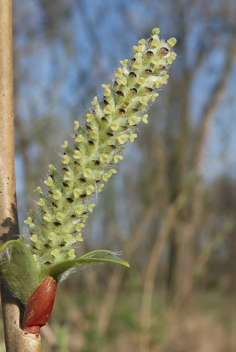 Image of Salix vinogradovii specimen.