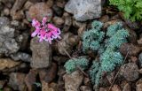 Dicentra peregrina. Цветущее растение. Сахалин, Макаровский гор. округ, хр. Жданко, ≈ 400 м н.у.м., осыпающийся каменистый склон. 16.08.2022.