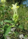 Scutellaria polyodon