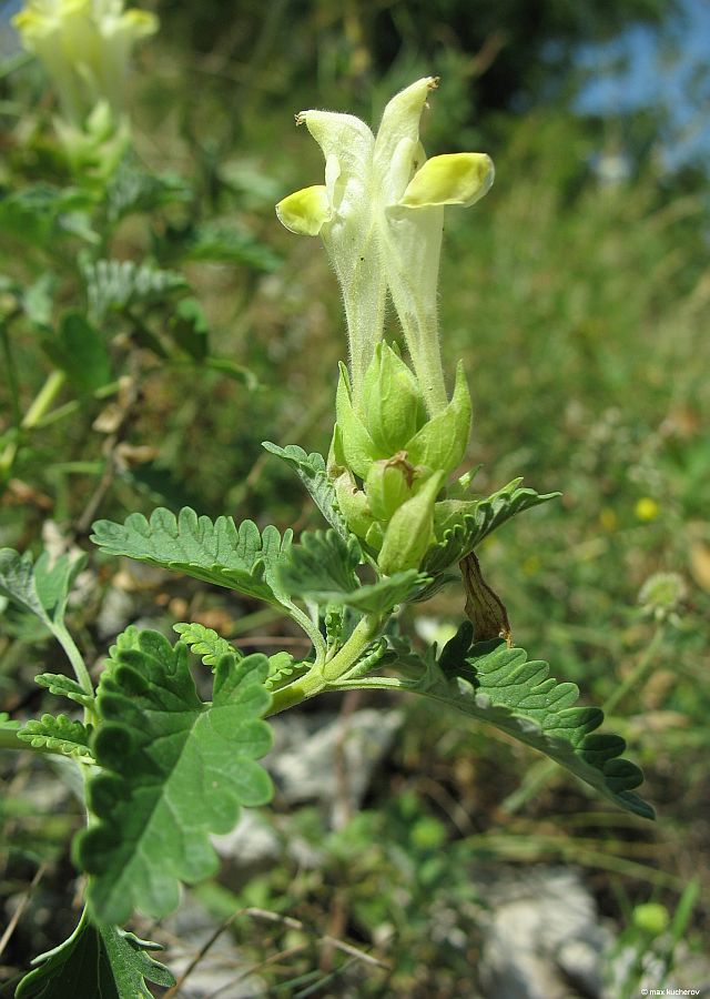 Изображение особи Scutellaria polyodon.