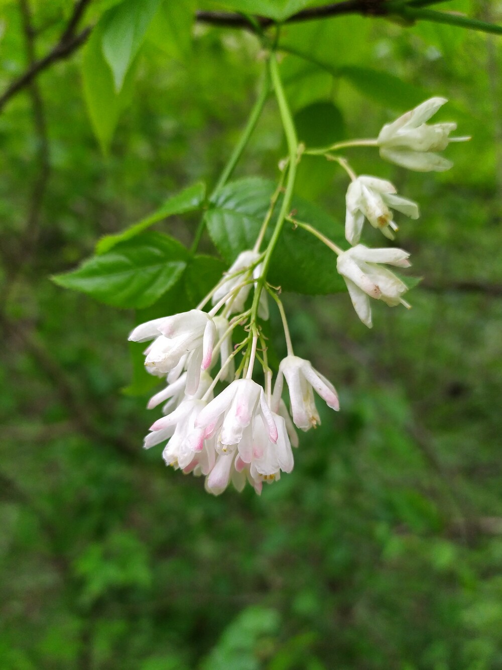 Image of Staphylea colchica specimen.