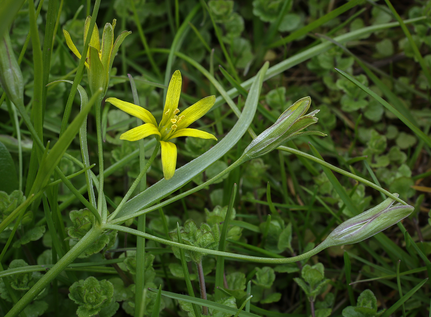 Image of genus Gagea specimen.