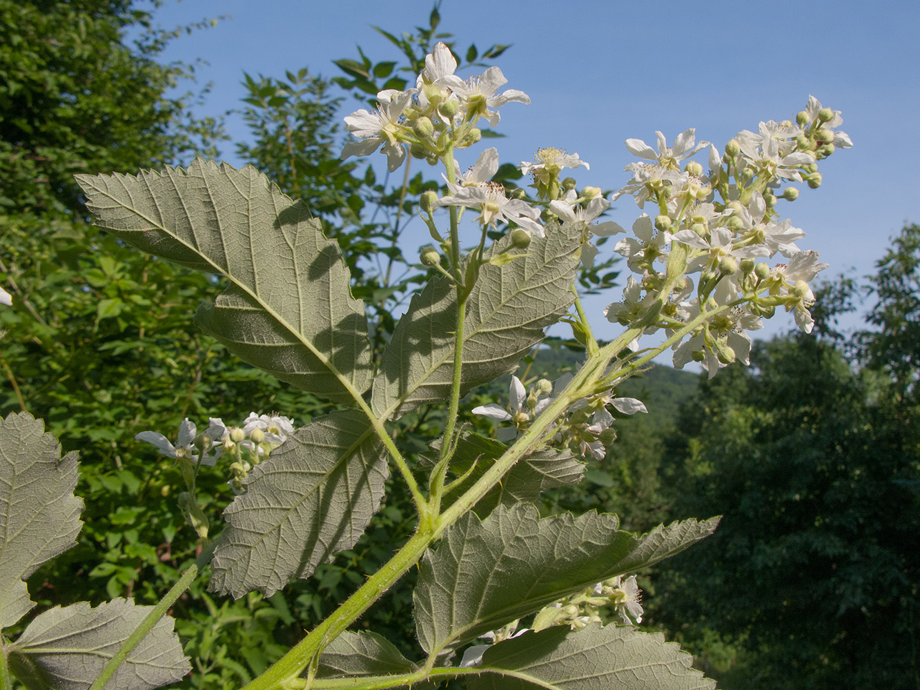 Изображение особи Rubus lloydianus.