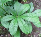 Rodgersia pinnata