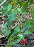 Solanum kitagawae