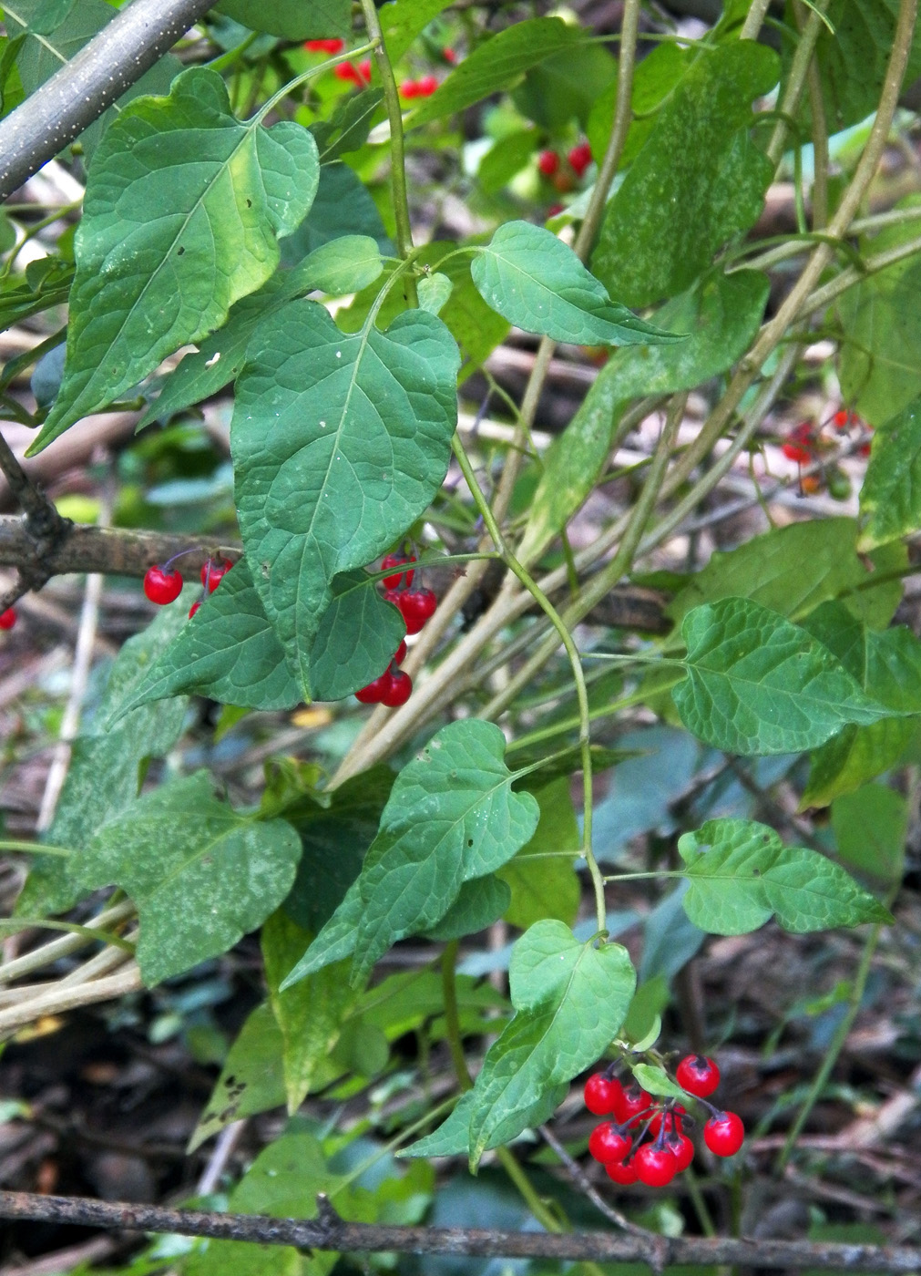 Изображение особи Solanum kitagawae.