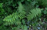 Dryopteris filix-mas. Спороносящее растение в сообществе с Equisetum sylvaticum, Convallaria majalis и Asarum europaeum. Вологодская обл., Кирилловский р-н, окр. с. Горицы, гора Маура, смешанный лес. 12.07.2024.