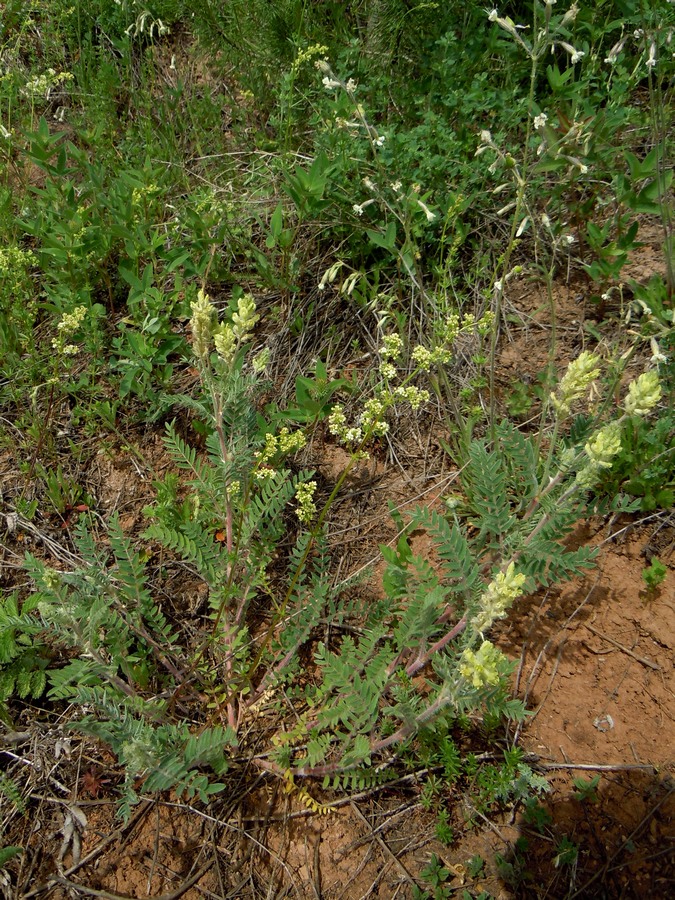 Image of Oxytropis pilosa specimen.