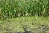 Sagittaria sagittifolia