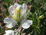Capparis herbacea