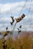 род Juncus